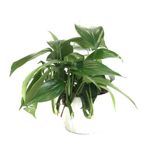 Load image into Gallery viewer, Dragon's Tail, 7.5in HB, Rhaphidophora Decursiva - Floral Acres Greenhouse & Garden Centre