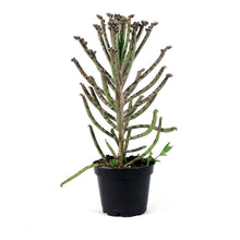 Load image into Gallery viewer, Succulent, 2in, Kalanchoe Mother of Millions - Floral Acres Greenhouse & Garden Centre