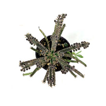 Load image into Gallery viewer, Succulent, 2in, Kalanchoe Mother of Millions - Floral Acres Greenhouse & Garden Centre