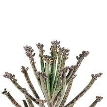 Load image into Gallery viewer, Succulent, 2in, Kalanchoe Mother of Millions - Floral Acres Greenhouse & Garden Centre