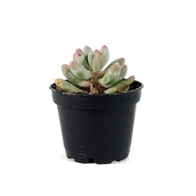 Load image into Gallery viewer, Succulent, 2in, Pachyphytum Macho - Floral Acres Greenhouse & Garden Centre