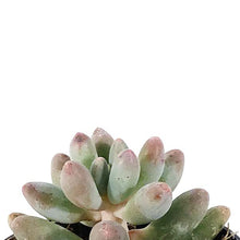 Load image into Gallery viewer, Succulent, 2in, Pachyphytum Macho - Floral Acres Greenhouse & Garden Centre