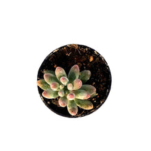 Load image into Gallery viewer, Succulent, 2in, Pachyphytum Macho - Floral Acres Greenhouse & Garden Centre