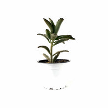 Load image into Gallery viewer, Succulent, 3.5in, Kalanchoe Brownii - Floral Acres Greenhouse & Garden Centre