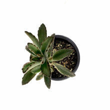 Load image into Gallery viewer, Succulent, 3.5in, Kalanchoe Brownii - Floral Acres Greenhouse & Garden Centre