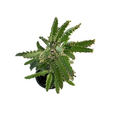 Load image into Gallery viewer, Succulent, 3.5in, Kalanchoe Mother of Millions - Floral Acres Greenhouse & Garden Centre