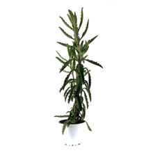 Load image into Gallery viewer, Succulent, 3.5in, Kalanchoe Mother of Millions - Floral Acres Greenhouse & Garden Centre