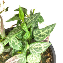 Load image into Gallery viewer, String of Spades/Arrows, 4in, Ceropegia woodii - Floral Acres Greenhouse & Garden Centre