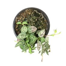 Load image into Gallery viewer, String of Spades/Arrows, 4in, Ceropegia woodii - Floral Acres Greenhouse & Garden Centre