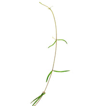 Load image into Gallery viewer, String of Needles, 4in, Ceropegia linearis