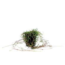 Load image into Gallery viewer, String of Needles, 4in, Ceropegia linearis