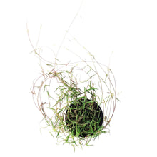 Load image into Gallery viewer, String of Needles, 4in, Ceropegia linearis