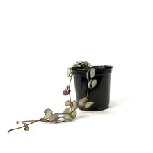 Load image into Gallery viewer, String of Hearts Silver Glory, 4in - Floral Acres Greenhouse & Garden Centre