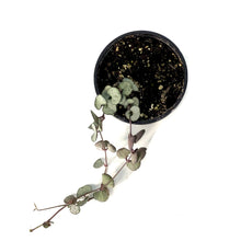 Load image into Gallery viewer, String of Hearts Silver Glory, 4in - Floral Acres Greenhouse & Garden Centre