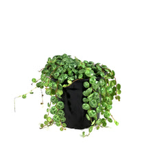 Load image into Gallery viewer, String of Turtles, 4in, Peperomia Prostrata