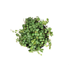 Load image into Gallery viewer, String of Turtles, 4in, Peperomia Prostrata
