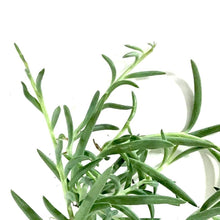 Load image into Gallery viewer, String of Fish Hooks, 4in, Senecio Radicans - Floral Acres Greenhouse & Garden Centre