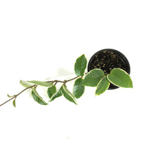 Load image into Gallery viewer, Hoya, 4in, Carnosa Krimson Queen - Floral Acres Greenhouse & Garden Centre