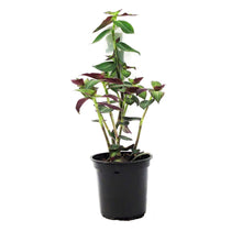 Load image into Gallery viewer, Callisia, 4in, Striped Inch Plant