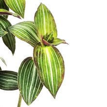 Load image into Gallery viewer, Callisia, 4in, Striped Inch Plant