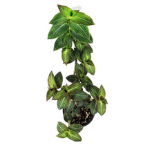 Load image into Gallery viewer, Callisia, 4in, Striped Inch Plant