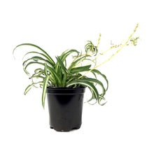 Load image into Gallery viewer, Spider Plant, 4in, Atlantic - Floral Acres Greenhouse & Garden Centre