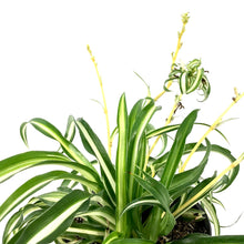 Load image into Gallery viewer, Spider Plant, 4in, Atlantic - Floral Acres Greenhouse & Garden Centre