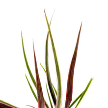 Load image into Gallery viewer, Cordyline, 4in, Can Can - Floral Acres Greenhouse & Garden Centre
