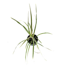 Load image into Gallery viewer, Cordyline, 4in, Torbay Dazzler - Floral Acres Greenhouse & Garden Centre