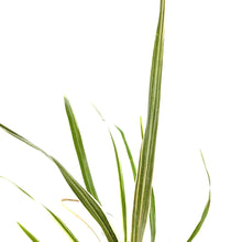 Load image into Gallery viewer, Cordyline, 4in, Torbay Dazzler - Floral Acres Greenhouse & Garden Centre