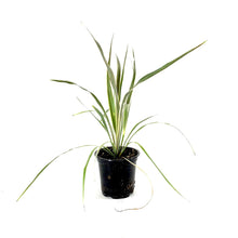 Load image into Gallery viewer, Cordyline, 4in, Torbay Dazzler - Floral Acres Greenhouse & Garden Centre