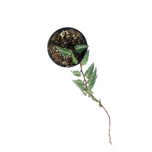 Load image into Gallery viewer, Jungle Vine, 4in, Parthenocissus Amazonica