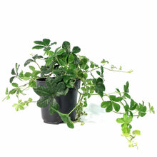Load image into Gallery viewer, Sugar Vine, 4in, Parthenocissus Clusiifolia - Floral Acres Greenhouse & Garden Centre