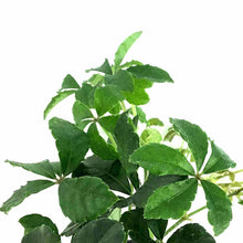 Load image into Gallery viewer, Sugar Vine, 4in, Parthenocissus Clusiifolia - Floral Acres Greenhouse & Garden Centre