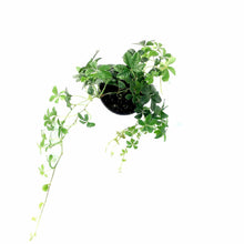 Load image into Gallery viewer, Sugar Vine, 4in, Parthenocissus Clusiifolia