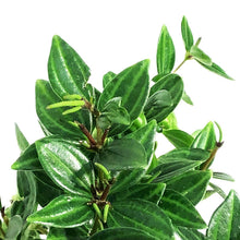Load image into Gallery viewer, Peperomia, 4in, Angulata Beetle