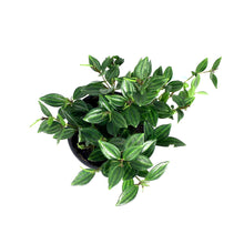 Load image into Gallery viewer, Peperomia, 4in, Angulata Beetle