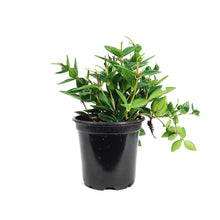 Load image into Gallery viewer, Peperomia, 4in, Angulata Beetle