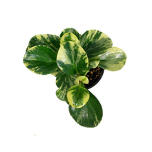 Load image into Gallery viewer, Peperomia, 4in, Obtusifolia Marble