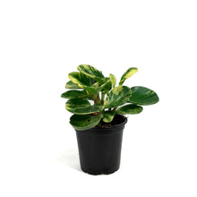Load image into Gallery viewer, Peperomia, 4in, Obtusifolia Marble