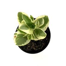 Load image into Gallery viewer, Peperomia, 4in, Obtipan Bicolor - Floral Acres Greenhouse & Garden Centre