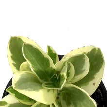 Load image into Gallery viewer, Peperomia, 4in, Obtipan Bicolor - Floral Acres Greenhouse & Garden Centre