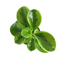 Load image into Gallery viewer, Peperomia, 4in, Obtusifolia Lemon Lime - Floral Acres Greenhouse & Garden Centre