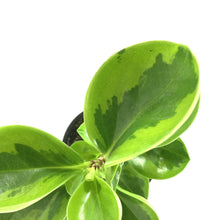 Load image into Gallery viewer, Peperomia, 4in, Obtusifolia Lemon Lime - Floral Acres Greenhouse & Garden Centre