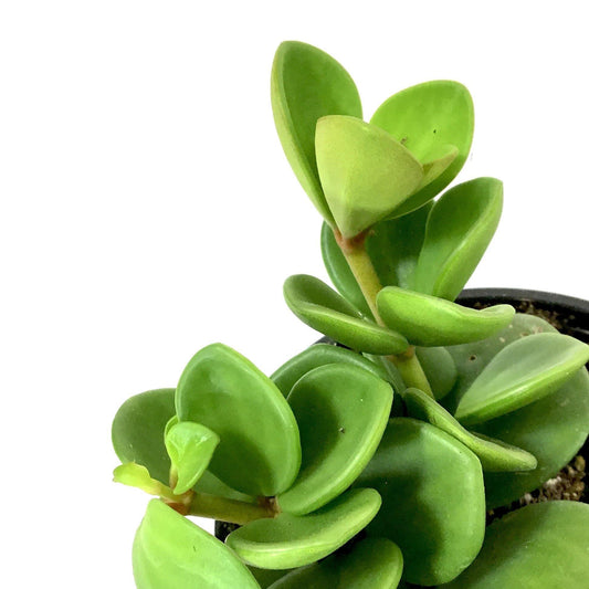Peperomia, 4in, Hope - Floral Acres Greenhouse & Garden Centre