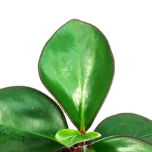 Load image into Gallery viewer, Peperomia, 4in, Clusiifolia Red Margin