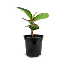 Load image into Gallery viewer, Peperomia, 4in, Clusiifolia Red Margin
