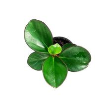 Load image into Gallery viewer, Peperomia, 4in, Clusiifolia Red Margin