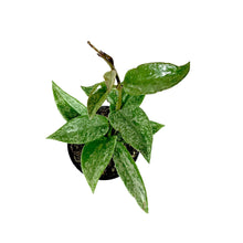 Load image into Gallery viewer, Hoya, 4in, Pubicalyx Splash - Floral Acres Greenhouse & Garden Centre