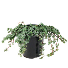 Load image into Gallery viewer, Pilea, 4in, Aquamarine